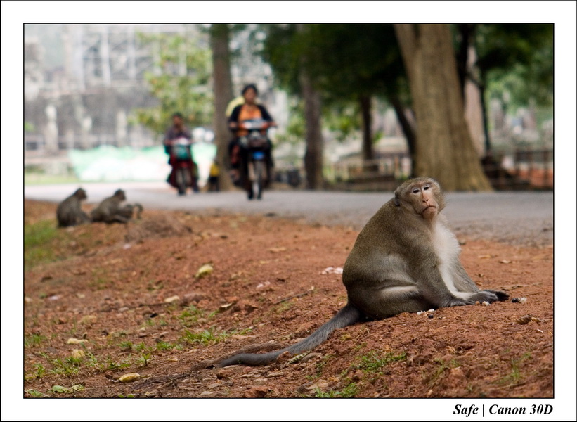 2006 - 07 - Temple angkor - Singes 27